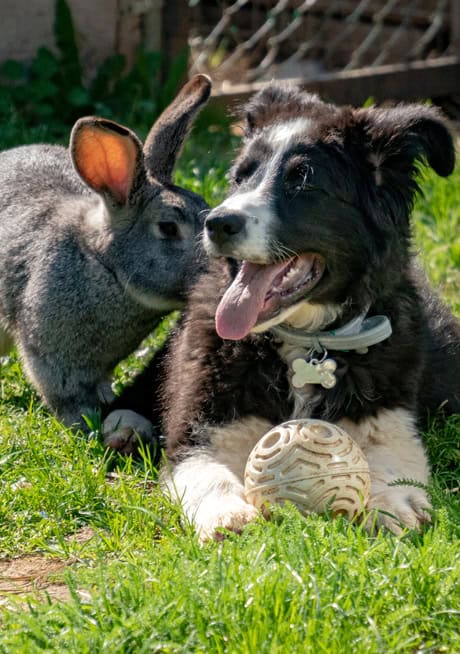 Sweet Surrender a Rabbit and a Dog